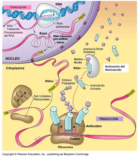 Lista 98 Foto Diferencia Entre Transcripción Y Traducción Del Adn El