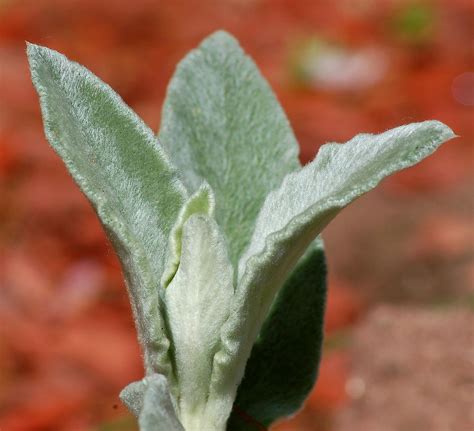 Lambs Ears Plant Care Control And Uses