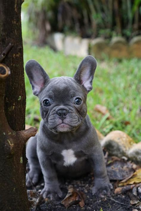 The new security guard (manager of bulldogs) lies!!! French Bulldog Puppies For Sale | Atlanta, GA #253140