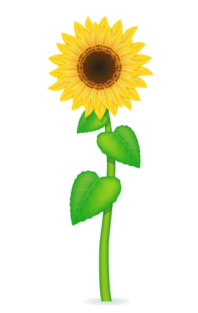 Premium Vector Sunflower Vector Illustration