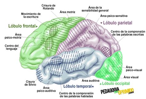 Anatomía Del Cerebro Partes Y Funciones