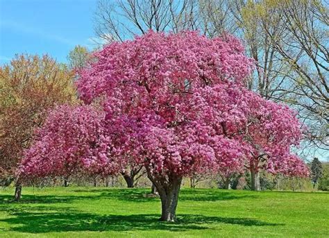 The Total Guide To Growing And Caring For A Crabapple Tree Crabapple
