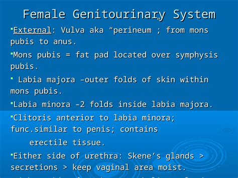 PPT Female Genitourinary System External Vulva Aka Perineum From Mons Pubis To Anus Mons