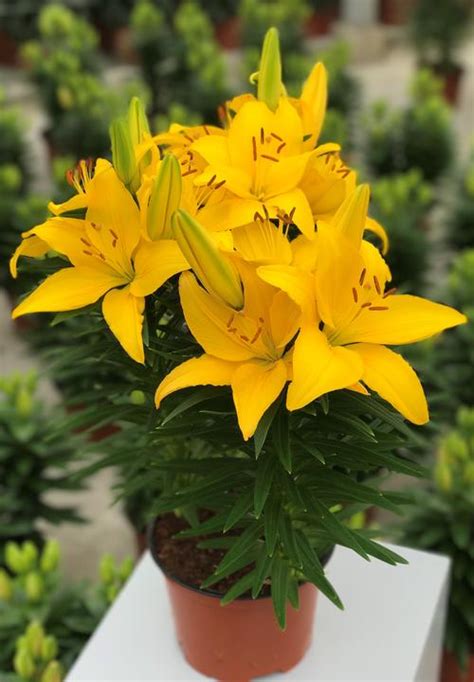 Lilium Asiatic Pot Lily Looks Tiny Ranger From Growing Colors