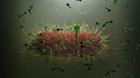 Bacteria Phages And Microbiomes Microbiomepower