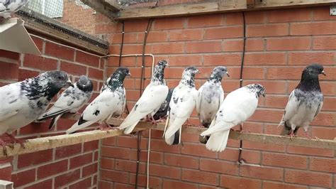 The other popular mobiles of g five are g five president. PAKISTANI PIGEONS FOR SALE IN UK 2017 - YouTube