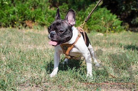 Buying the best french bulldog harnesses presents one of the first items you need to buy for your lovely pooch. Keeping French Bulldog in a Flat : English bulldog Online ...