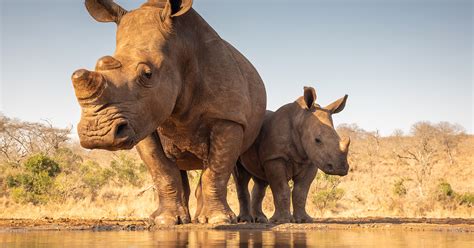 This Is The Deadliest Province In South Africa For Rhino Poaching