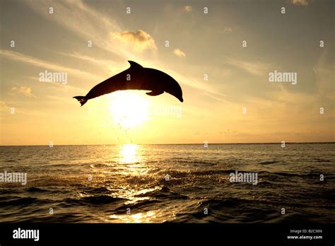 Common Bottlenose Dolphin Tursiops Truncatus Adult Jumping Out Of