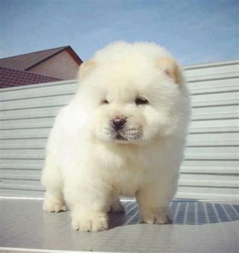 88 White Chow Chow Puppy For Sale L2sanpiero