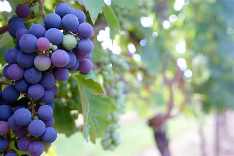Close Up Photo Of Grape Fruit · Free Stock Photo