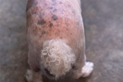 Black Spots On Dogs Skin Causes Diagnosis And Treatments