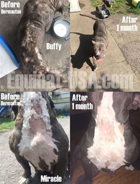 A checklist of skin, hair, and nail changes although your thyroid gland sits deep in your neck, your dermatologist may be the first doctor to notice signs of thyroid disease. 73 best Natural relief for Pitbull skin problems, rashes ...