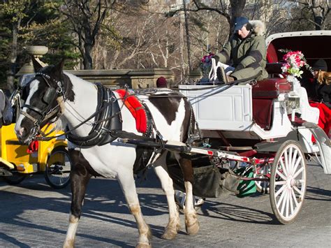 Take A Ride Back In Time With Central Park Horse Carriage The