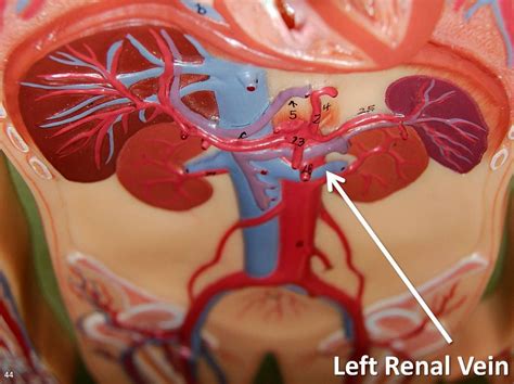 Dimitrios mytilinaios md, phd • last reviewed: Left renal vein - The Anatomy of the Veins Visual Guide, p ...