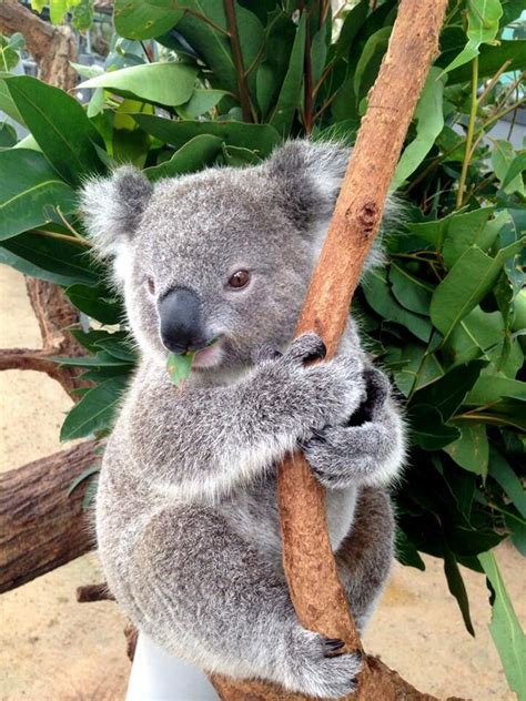 Baby Koala From Toranga Zoo Koala Cute Baby Animals Cute Animals