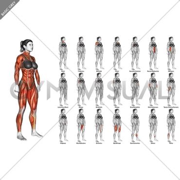 Maybe you would like to learn more about one of these? Body muscles. Female. Back view