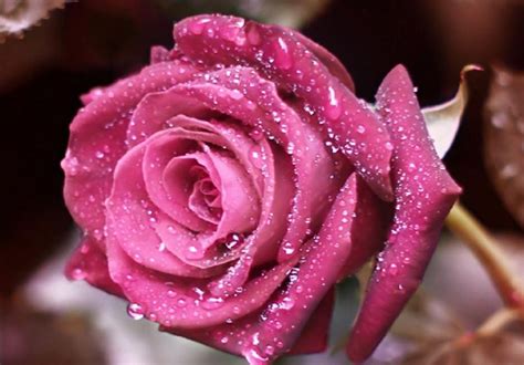 Roses have been cultural symbols for a long time. The Most Beautiful Pink Rose | Pink Roses Pictures | Pink ...