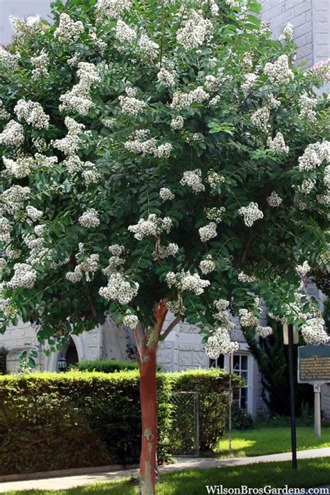 Buy Natchez White Crape Myrtle Tree Single Trunk Free Shipping