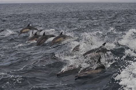 Common Dolphin Pod Common Dolphin Dolphins Beautiful Photo