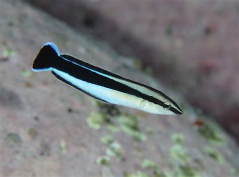 False Cleanerfish Aspidontus Taeniatus · Inaturalist