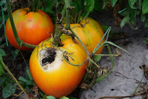 Maladie Des Tomates Comment Les Reconnaître