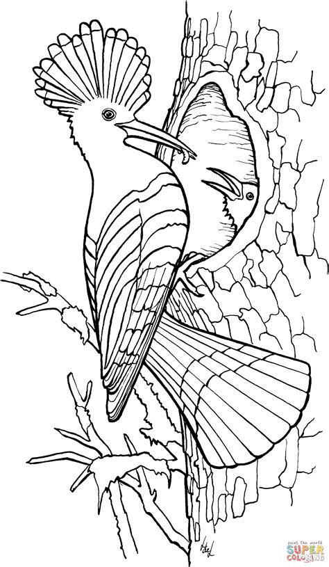 Banners aaliyah birthday free kids coloring. Hoopoe coloring page | Free Printable Coloring Pages