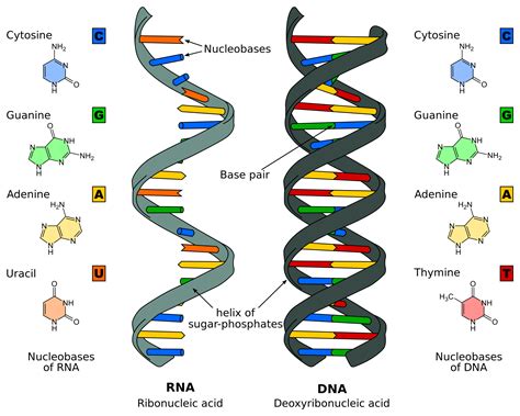 Nucleic Acids — Knowing A Little About Your Dna And Rna