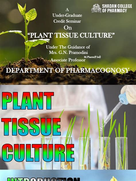 Plant Tissue Culture Pharmacognosy Cell Culture Sterilization