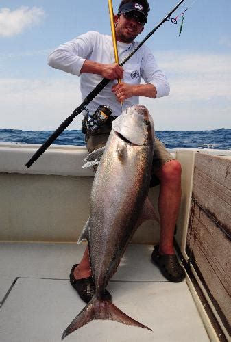 Offshore Giant Amberjack Sport Fishing Islamorada Fishing Charters