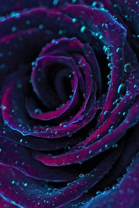 Cool Rose Wallpaper