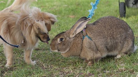 Everything You Need To Know About Flemish Giant Rabbit Netherland