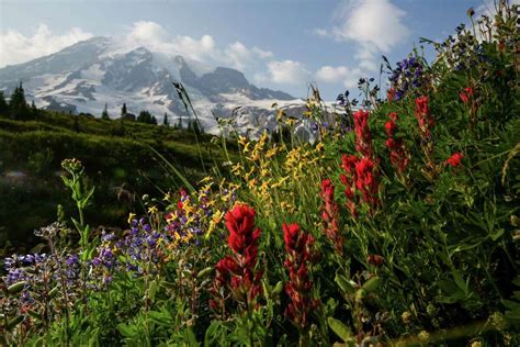 Take A Hike Metro Service To Bring Seattle Residents To Popular