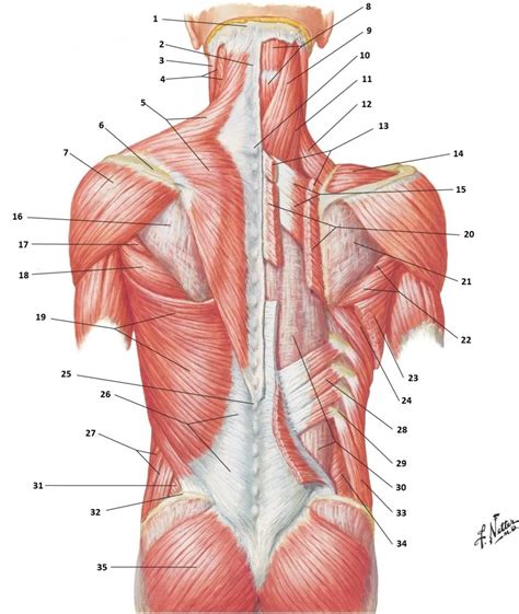 Back Muscles Diagram Quizlet