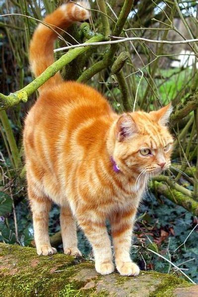 These cats are known for enjoying the company of others, whether that's with humans or other animals. Tortoiseshell and calico cats (or tricolor) explained ...