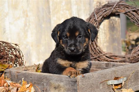 German Shepherd Rottweiler Mix Puppy For Sale Millersburg Ohio Sam Mal
