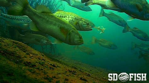 Bass Galore Amazing Underwater Footage From San Vicente Reservoir