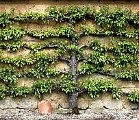 How To Espalier Apple Trees Tips For Pruning Multi Grafting Dwarfing