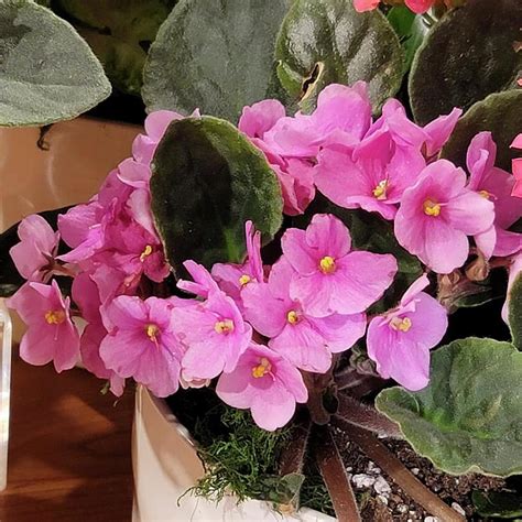 Pink African Violets Plants Photograph By Charlotte Gray Fine Art America