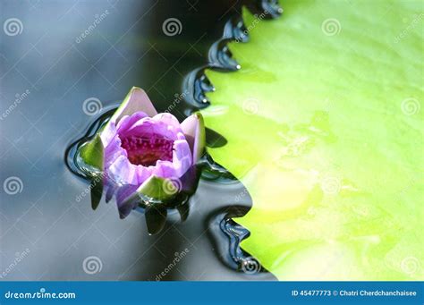 Lotus Flower Under Water Stock Image Image Of Pond Beauty 45477773