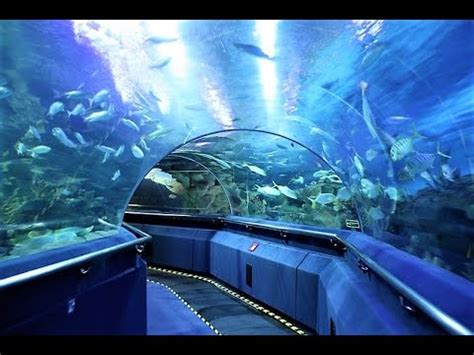 Aquaria KLCC  Kuala lumpur, a worldclass aquarium  YouTube