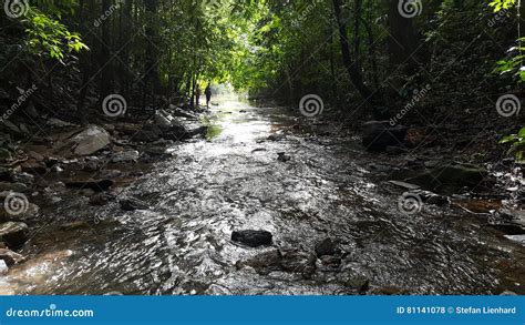 Jungle Creek Stock Photo Image Of Jungle Asian Forest 81141078