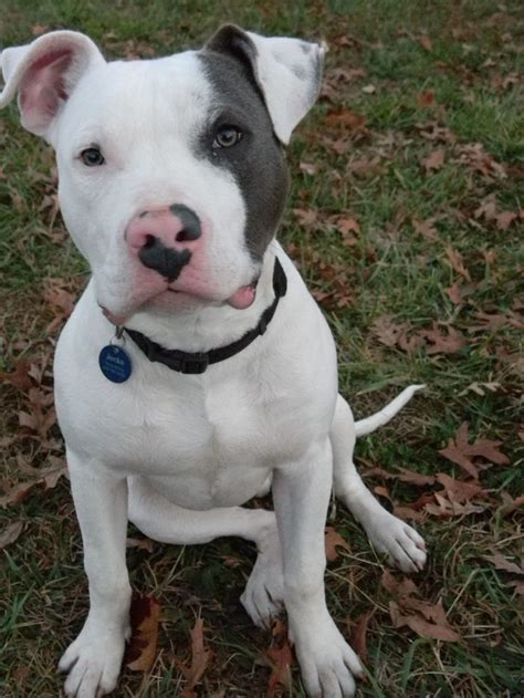 Blue Nose Pitbull Pups In Pit Puppies White Pitbull Puppies