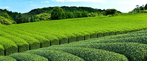 The emperor's cup winner tea estate masudaen. Green Tea online shop | Japanese Green Tea from Shizuoka