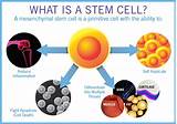 Images of Stem Cell Treatment For Female Fertility