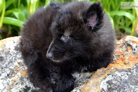 Black Jack Wolf Hybrid Puppy For Sale Near Ocala Florida 43916bce D871