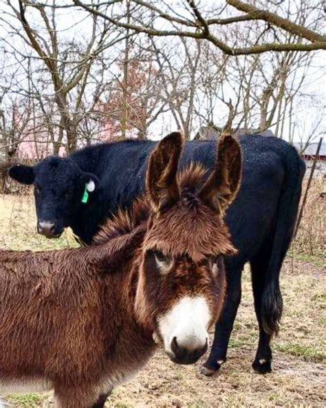Violet The Miniature Donkey Takes Care Of Blind Animals On An