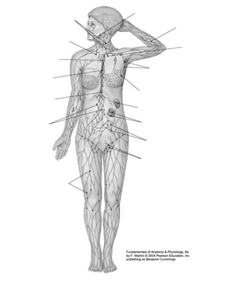 Lymphatic System Diagram Quizlet