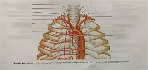 Aortic Arch And Major Branches Diagram Quizlet