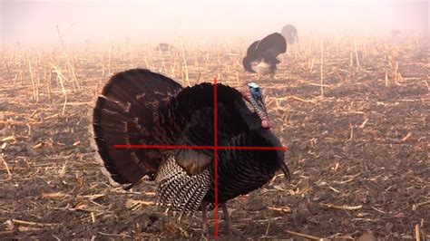 RMSGear Blog Turkey Videos And Shot Placement Commentary